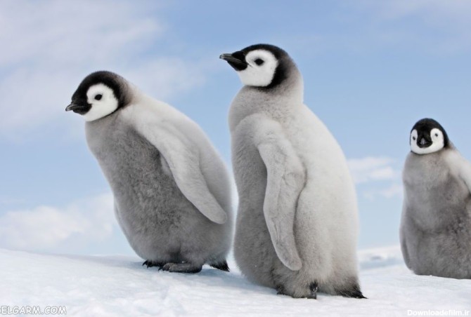 50 عکس دیدنی از پنگوئن های بامزه