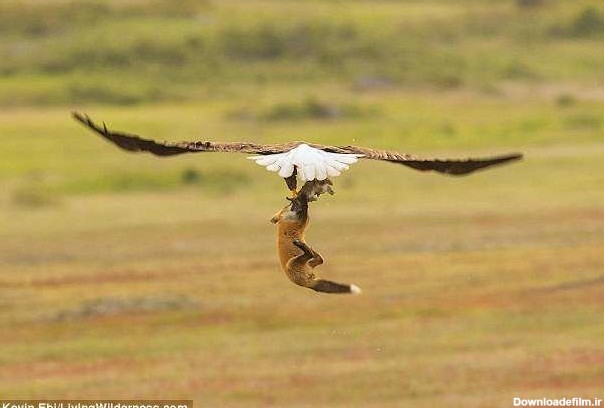 جنگ عقاب و روباه بر سر شکار یک خرگوش (عکس)