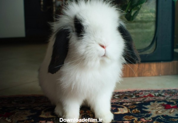 عکس خرگوش لوپ سفید جذاب برای پروفایل با کیفیت اچ دی