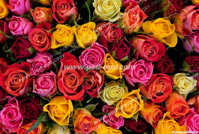 عکس با کیفیت تبلیغاتی گل های رز رنگی زیبا - لایه باز طرح آماده psd ...