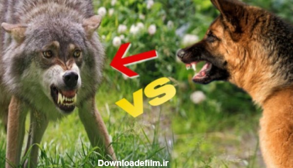 جنگ دیدنی گرگ با سگ ژرمن شپرد | حمله دیدنی | حیوانات وحشی