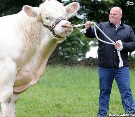 بزرگترین گاو دنیا با 2 تن وزن + تصاویر