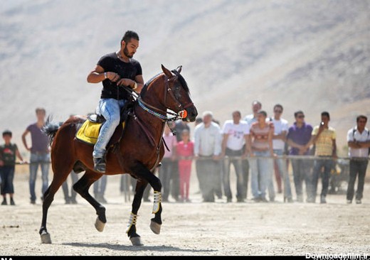 عکس: ملکه زیبایی اسب‌های ایرانی
