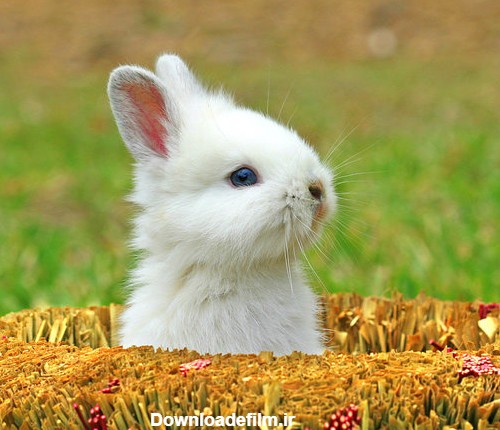 عکس های زیبا و بامزه از خرگوش های ناز و کوچولو
