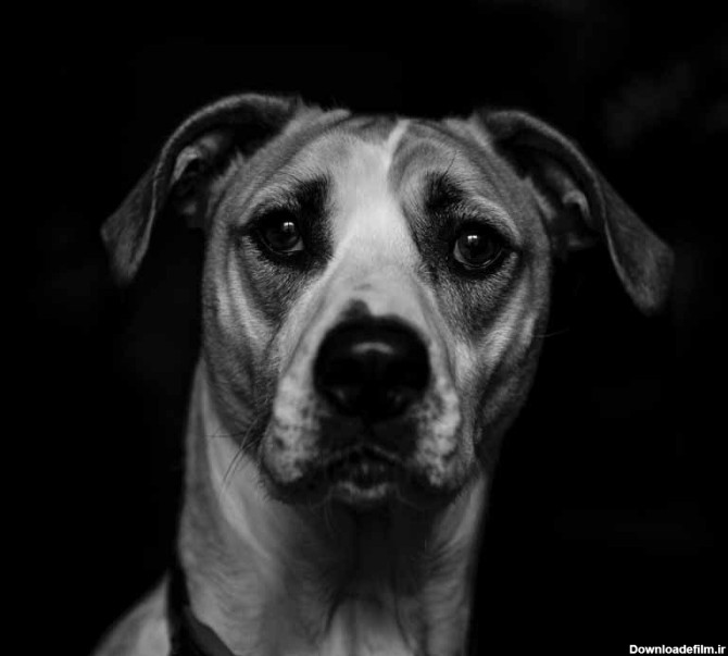 دانلود تصویر سیاه و سفید سر سگ | تیک طرح مرجع گرافیک ایران