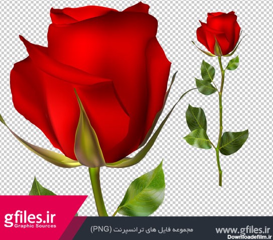 دانلود تصویر بدون پس زمینه و دوربری شده شاخه گل رز قرمز
