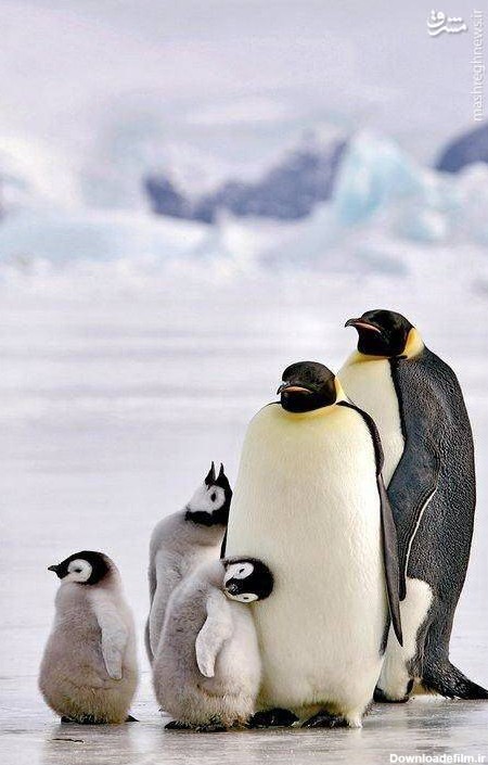 مشرق نیوز - عکس خانوادگی پنگوئن‌ها