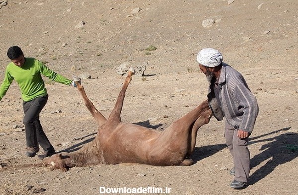 سرنوشت یک اسب پس از مرگ (+تصاویر)