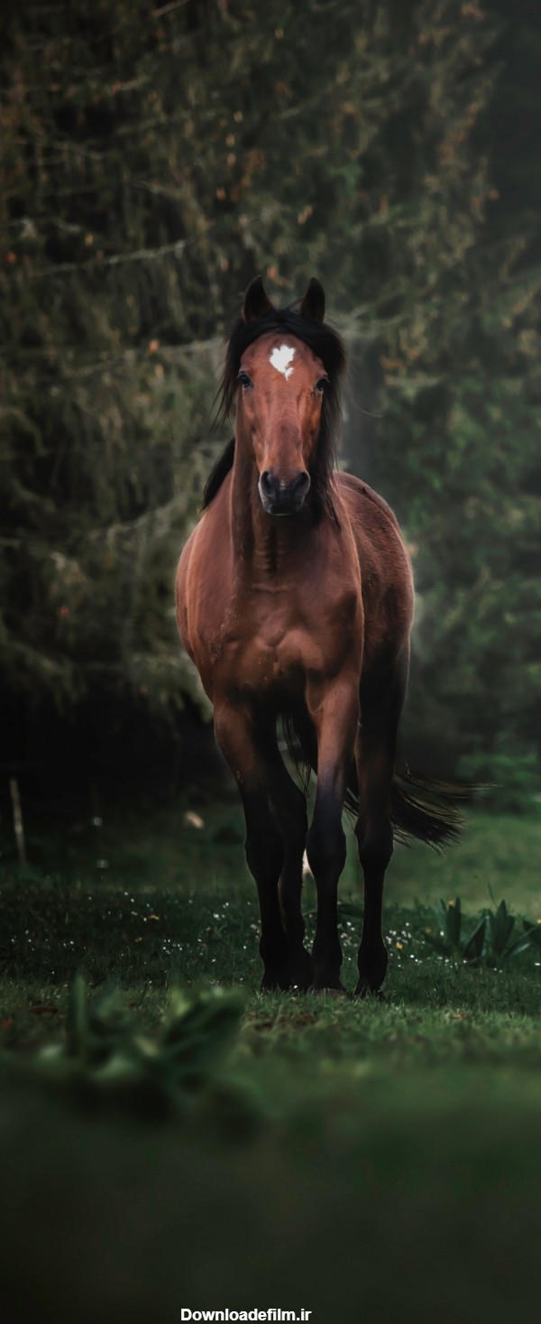 عکس تصویر زمینه اسب