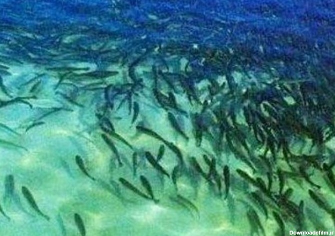یک میلیون بچه ماهی در رودخانه سفیدرود گیلان رهاسازی شد - تسنیم
