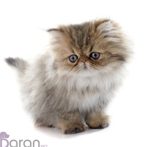 آشنایی با گربه نژاد پرشین : گربۀ اصیل ایرانی | وبلاگ باران‌پت