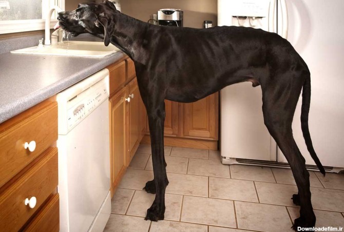 بزرگترین سگ دنیا
