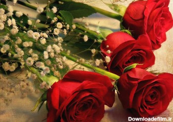 عکس شاخه گل های رز قرمز red roses flower