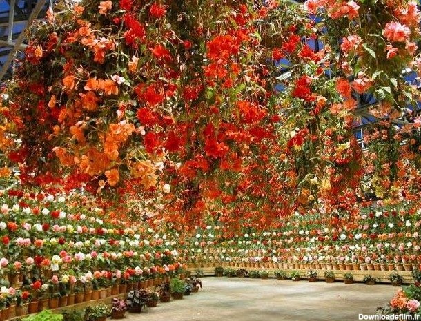 یک باغ گل بی نظیر و رویایی (عکس)