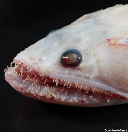 عکس | تصاویر وحشتناک و خیره‌کننده از جانوران دریایی که در اعماق اقیانوس ساکن‌اند!