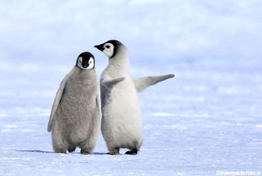 آموزش راه رفتن به بچه پنگوئن بامزه + عکس