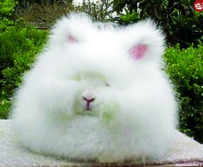 تصاویر) زیباترین خرگوش‌های جهان را ببینید