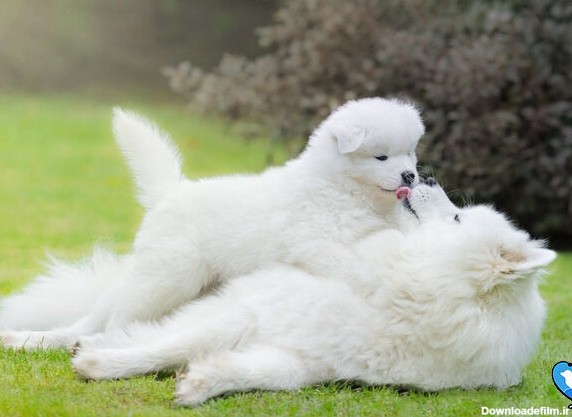 15 تا از خوشگل ترین سگ های دنیا و ایران+معیارهای انتخاب