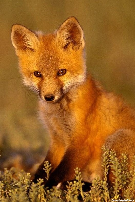 تنها زیستگاه روباه ترکمنی در ایران - تسنیم