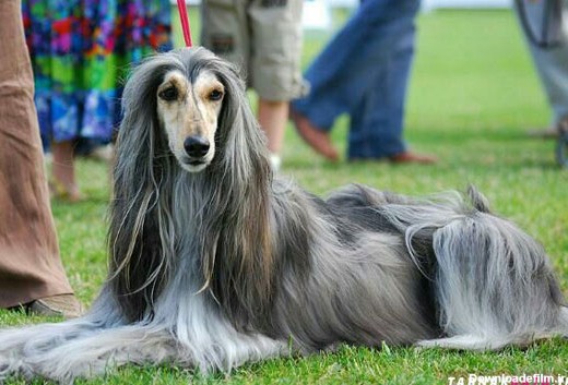 پادشاه سگ ها با موهای بلند ابریشمی