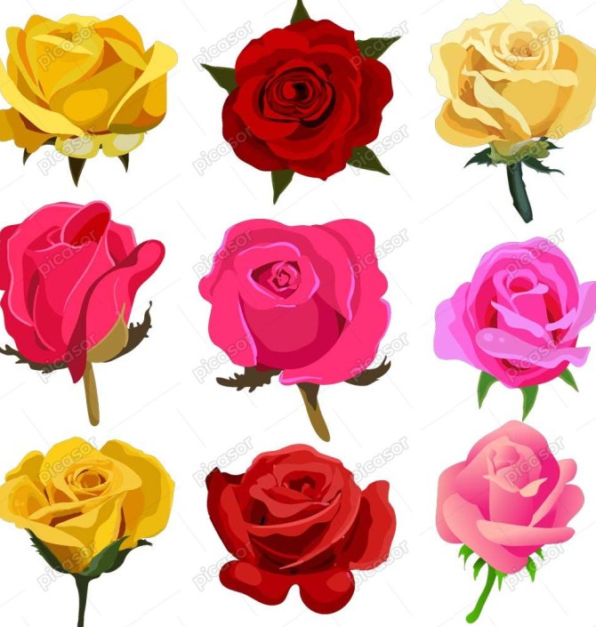 9 وکتور گل رز قرمز زرد و صورتی طراحی واقعی از گلهای رز رنگی » پیکاسور
