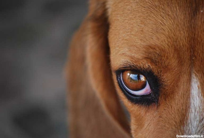 دانلود تصویر چشم سگ از نمای نزدیک