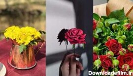 جدیدترین عکس گل زیبا و خاص برای صفحه مجازی خود و یا ...