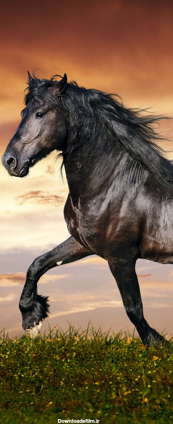 تصویر زمینه اسب برای گوشی - مجله نورگرام