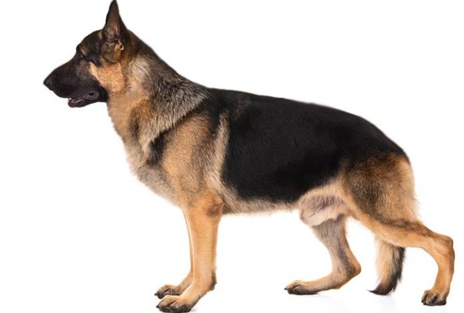 مشخصات کامل، قیمت و خرید نژاد سگ ژرمن شپرد (German Shepherd ...