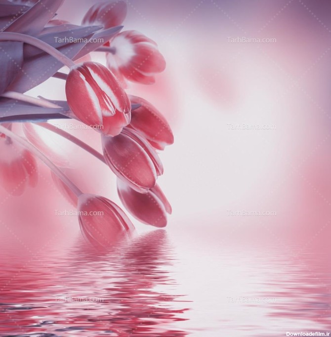 تصویر با کیفیت گل لاله صورتی روی دریاچه