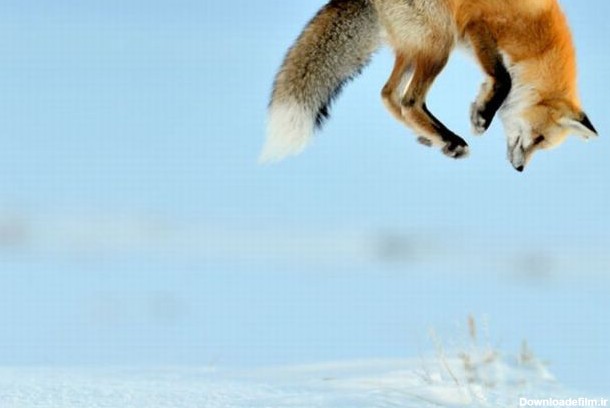 روش دیدنی روباه برای شکار موش!(تصاویر)