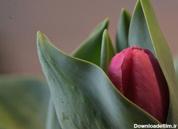 دانلود عکس گل لاله قرمز در بهار