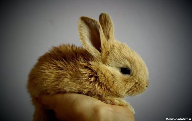 آموزش تشخیص جنسیت خرگوش بالغ و بچه خرگوش- پت پرس