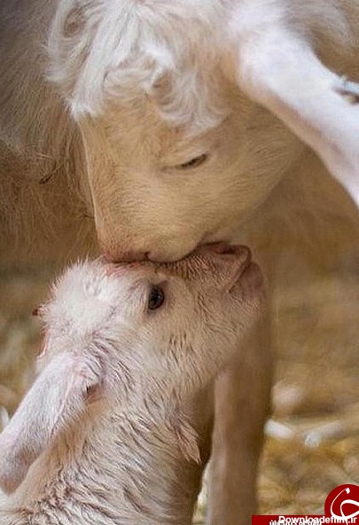 عشق و محبت مادری در حیوانات و جانواران