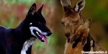 (فیلم) احساسی ترین لحظه ثبت شده در حیات وحش / بغل مادر فرزندی کانگورو و پشیمونی گرگ برای شکار بچه کانگورو