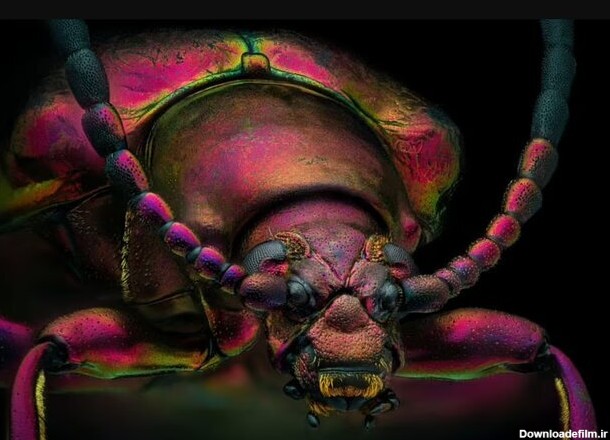 ثبت نزدیک‌ترین تصویر از صورت یک مورچه