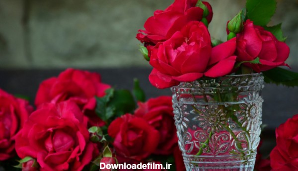 دانلود عکس گل رز- wallpaper rose - ای اس دانلود