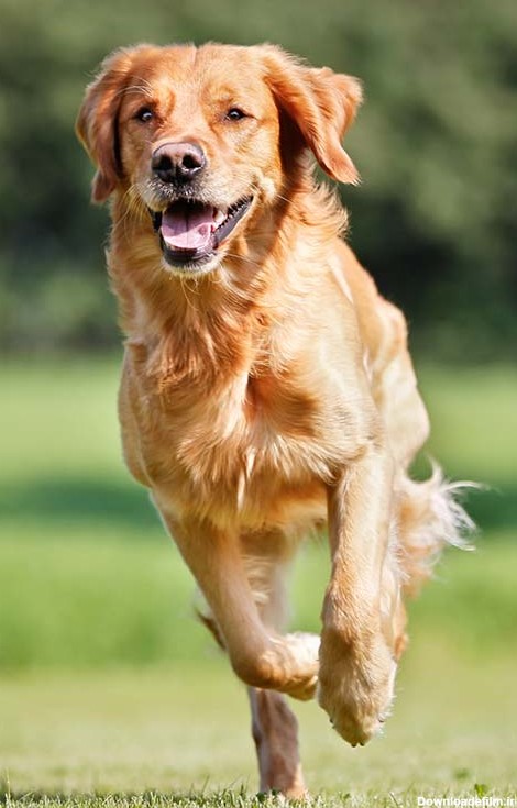 مشخصات کامل، قیمت و خرید نژاد سگ گلدن رتریور (Golden Retriever ...