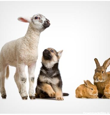 عکس زیبای حیوانات کوچکی اردک و جوجه و مرغ و خرگوش و گوسفند