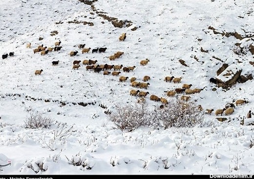 عکس: طبیعت برفی آذربایجان غربی
