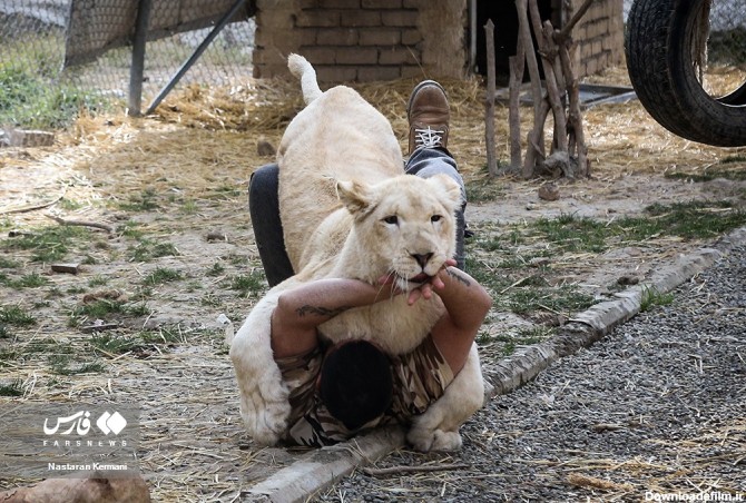 سانا، توله «شیر سفید آفریقایی» - تابناک | TABNAK