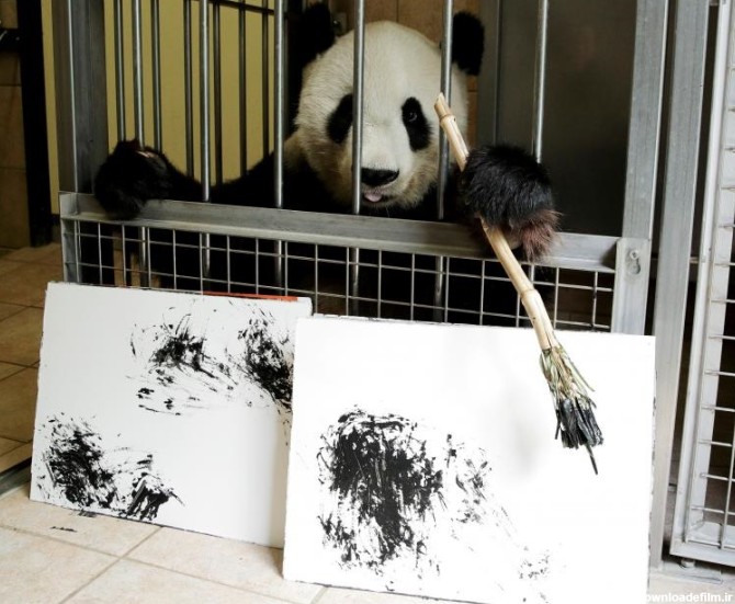 خبرآنلاین - تصاویر | حیواناتی که نقاشی می‌کشند