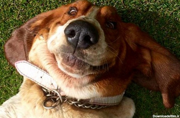 سگ‌هایی که شما را می‌خندانند + تصاویر