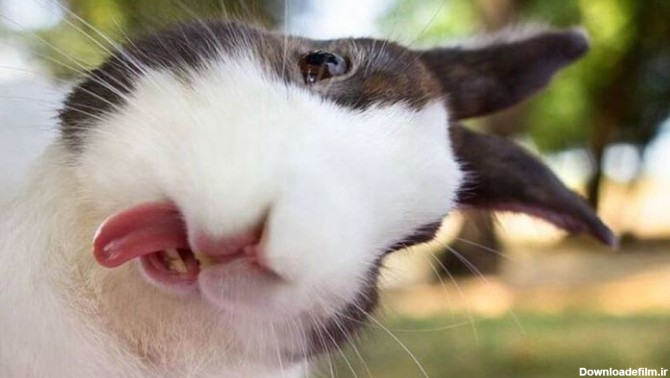 وقتی خرگوش دست شما را لیس می زند چه منظوری دارد-@ITPetnet