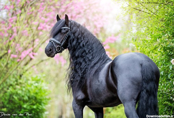 عکس اسب زیبا در ایران
