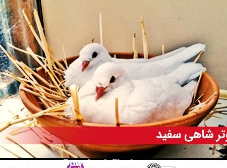 کبوتر شاهی سفید (white king pigeon) - فروشگاه چیکن دیوایس