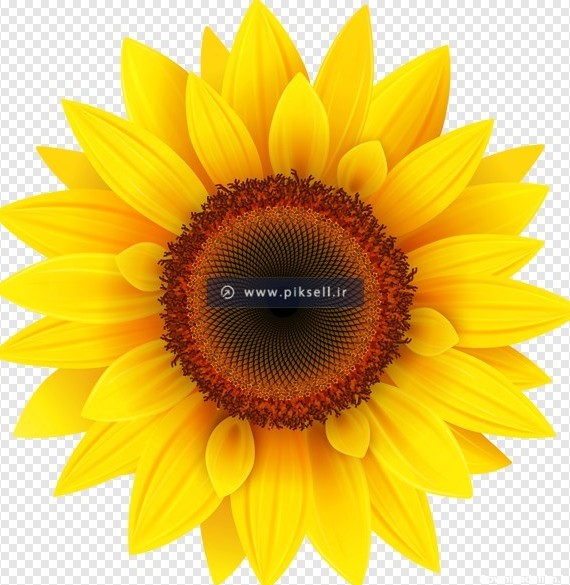 دانلود فایل png دوربری شده گل آفتابگردان با کیفیت بالا