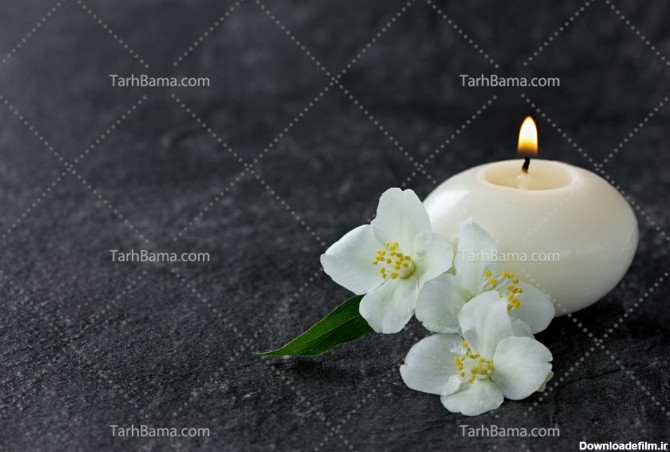تصویر با کیفیت گل نرگس کنار شمع