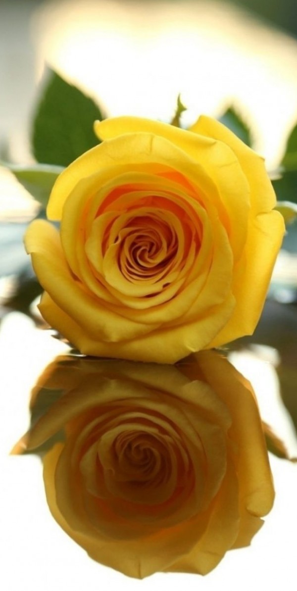 مجموعه زیباترین تصاویر پس زمینه گل رز زرد رنگ طبیعی کیفیت HD