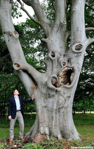 عجیب‌ترین درختان جهان را ببینید +عکس